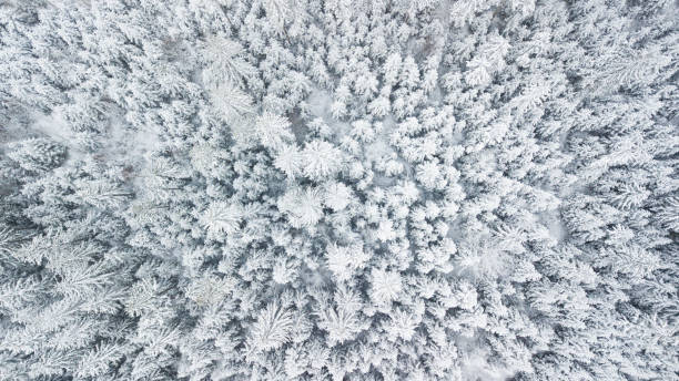 istock Snowy Forest Aerial Top View 1084023756