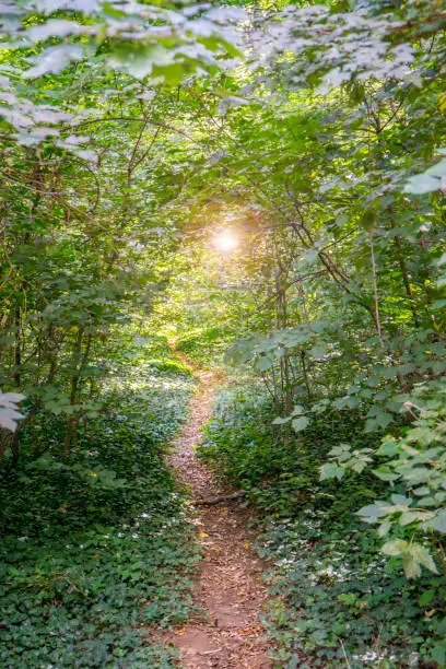 Photo of A footpath through a forest with sunshine