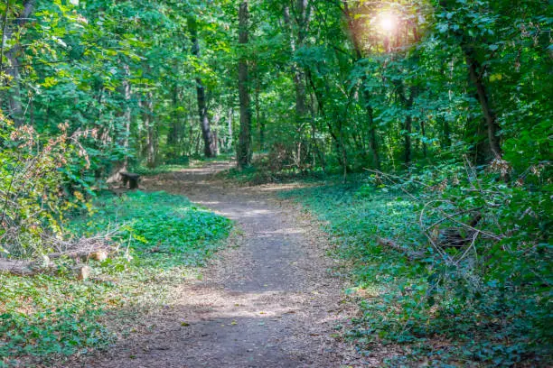 Photo of A footpath through a forest with sunshine