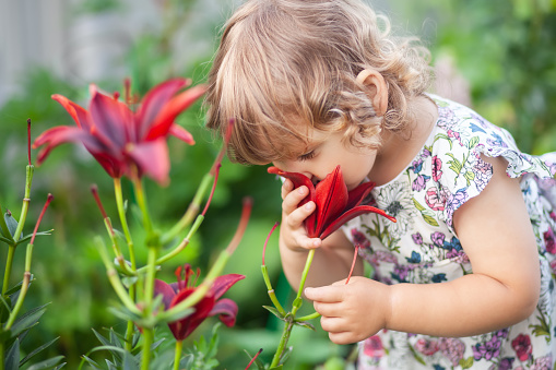 Cute little toddler girl smelling flowers in the garden, exploring nature. Allergy concept. Healthy kid consept.