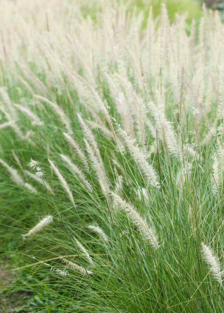 istock white flower in green grass meadow 1084024910
