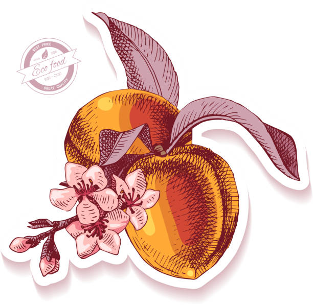 ilustraciones, imágenes clip art, dibujos animados e iconos de stock de etiqueta engomada con rama melocotón dibujado mano - nectarine peaches peach abstract