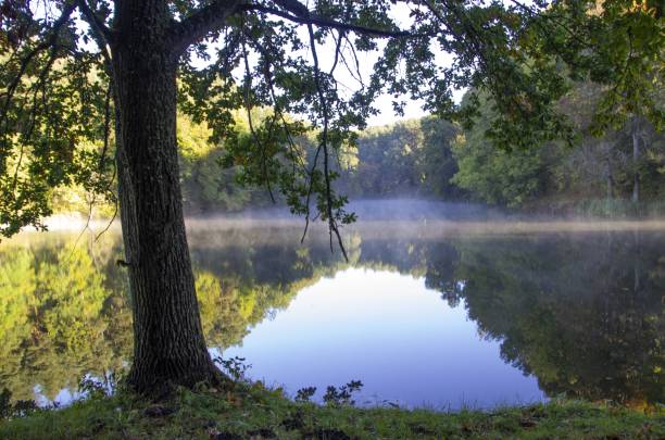 istock Forest pond - 