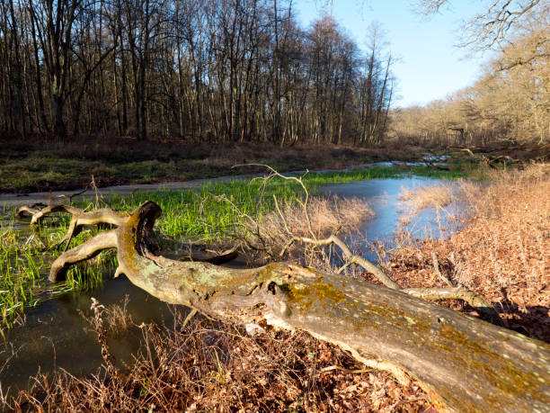 istock Autumn landscapes of the old forest 1084032432