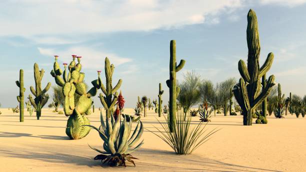 istock Sunset in the Desert with Cacti 1084036566