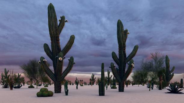 istock Sunset in the Desert with Cacti 1084036592