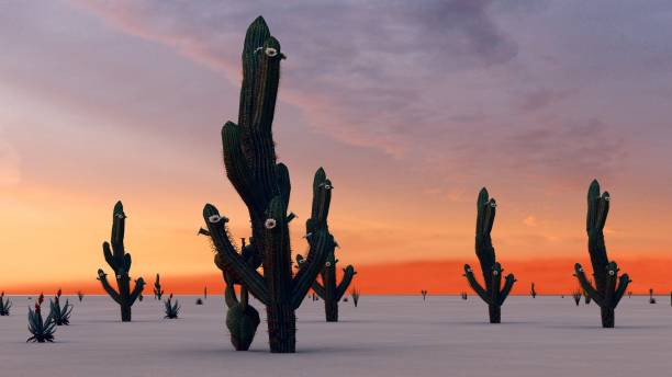 istock Sunset in the Desert with Cacti 1084036604