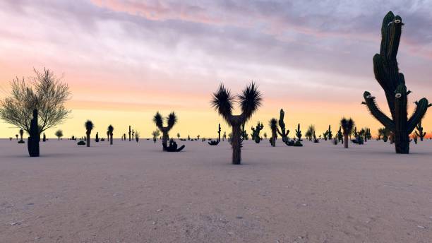 istock Sunset in the Desert with Cacti 1084036612