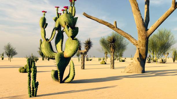 istock Sunset in the Desert with Cacti 1084036618