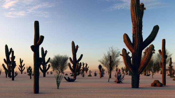 istock Sunset in the Desert with Cacti 1084036642