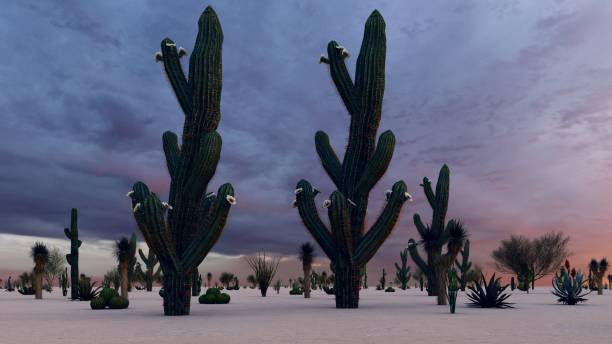 istock Sunset in the Desert with Cacti 1084036740