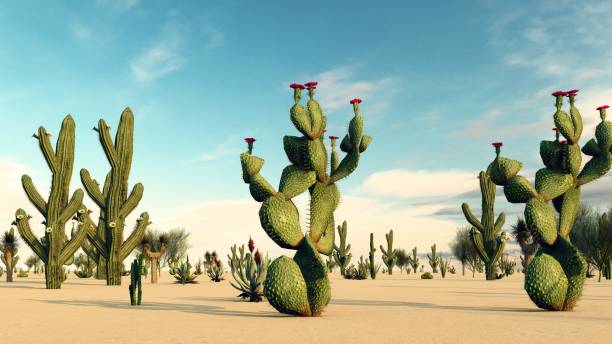 istock Sunset in the Desert with Cacti 1084036746