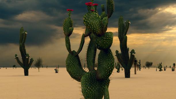 istock Sunset in the Desert with Cacti 1084036756