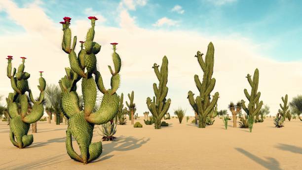 istock Sunset in the Desert with Cacti 1084036782