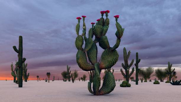 Sunset in the Desert with Cacti stock photo