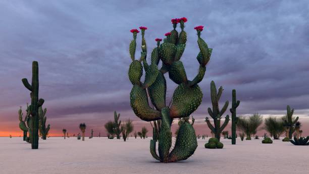 zachód słońca na pustyni z kaktusami - sonoran desert desert arizona saguaro cactus zdjęcia i obrazy z banku zdjęć