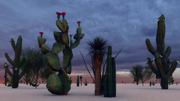 istock Sunset in the Desert with Cacti 1084036792