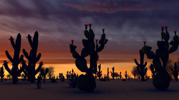 istock Sunset in the Desert with Cacti 1084036800