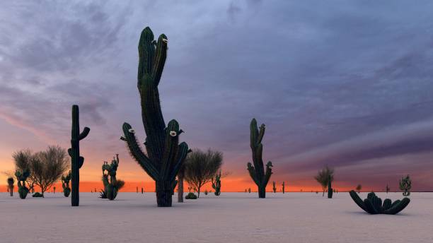istock Sunset in the Desert with Cacti 1084036804