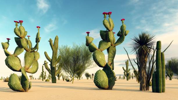 istock Sunset in the Desert with Cacti 1084036808