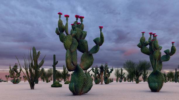 istock Sunset in the Desert with Cacti 1084036822