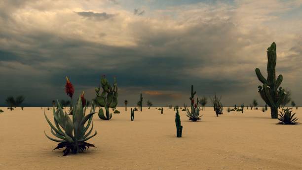istock Sunset in the Desert with Cacti 1084036832