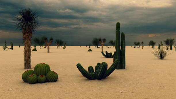 istock Sunset in the Desert with Cacti 1084036844