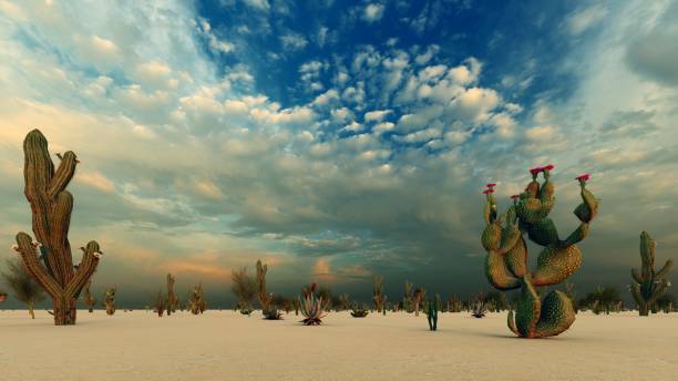 istock Sunset in the Desert with Cacti 1084036870