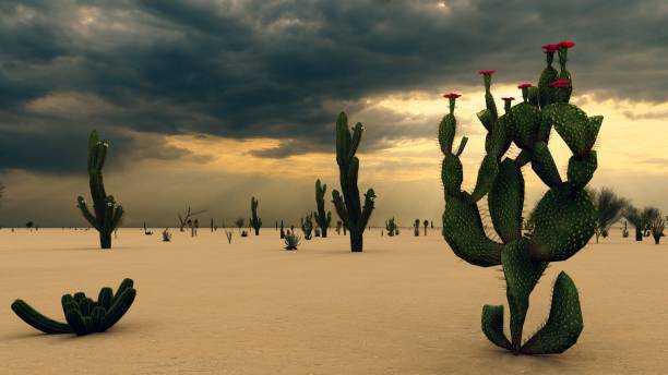 istock Sunset in the Desert with Cacti 1084036882
