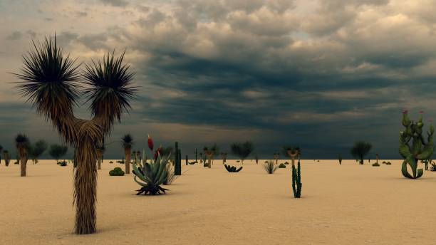 istock Sunset in the Desert with Cacti 1084037924