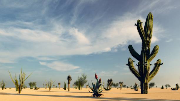 Sunset in the Desert with Cacti stock photo