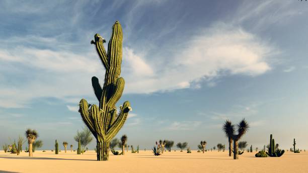 istock Sunset in the Desert with Cacti 1084038038