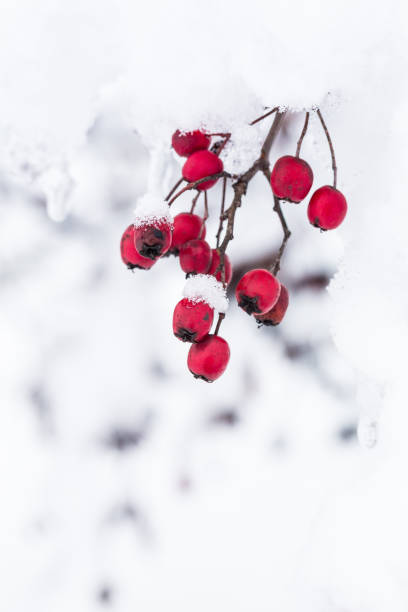 istock Red Winter Berries in the Snow 1084038824