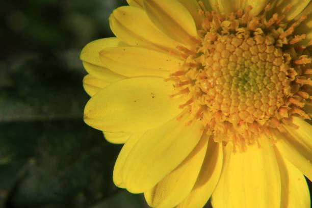 macro de flor de crisantemo colorido tiro - daisy multi colored flower bed flower fotografías e imágenes de stock