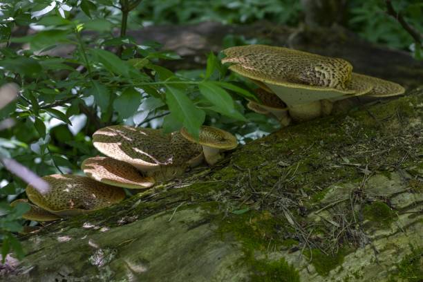istock Mushrooms - after heavy rain 1084040146