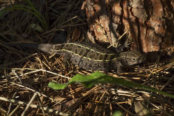 istock The lizard is heated in the sun 1084040176