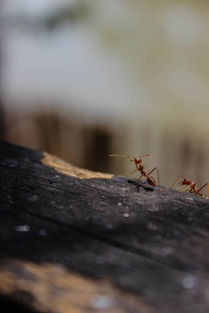 formigas selvagens - anthill macro ant food - fotografias e filmes do acervo