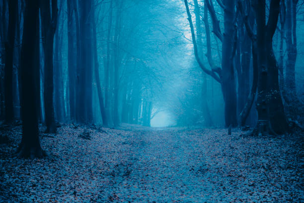 Footpath through a Beech forest during a foggy winter morning. The forest ground is covered with brown fallen leaves and the path is disappearing in the distance. The fog is giving the forest a desolate and depressing atmosphere.