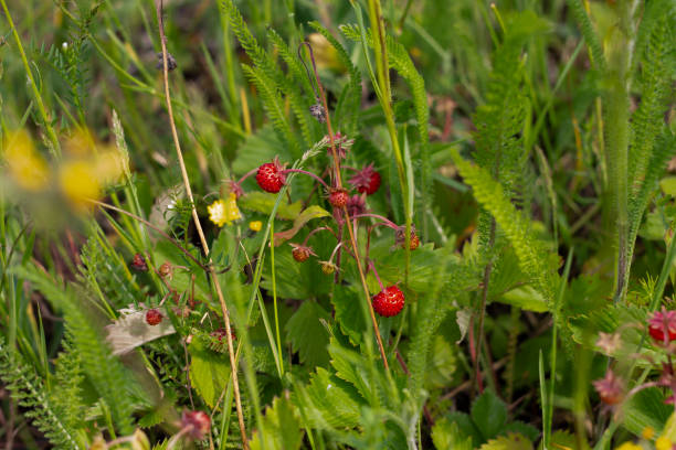 Wild strawberries in the meadow