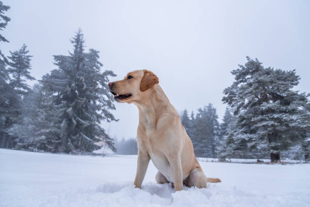 istock Golden retriever in winter mountains. 1084041142
