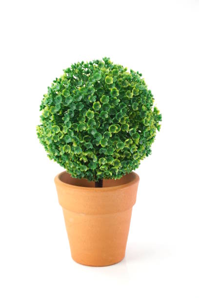 istock green artificial plant isolated on white background 1084041170