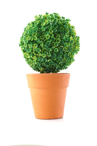 istock green artificial plant isolated on white background 1084041288