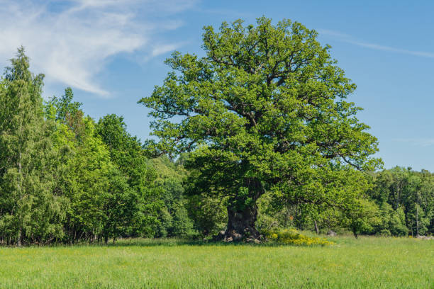 istock Old knotty oak tree in summer sunshine 1084041508