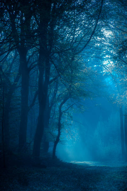 istock Path through a misty forest during a foggy winter day 1084042680