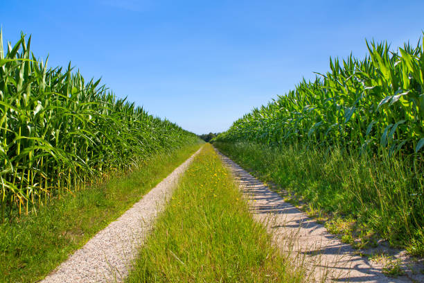 istock Symmetrical countryside with sand road and corn fields 1084042834