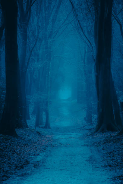 istock Path through a misty forest during a foggy winter day 1084043006