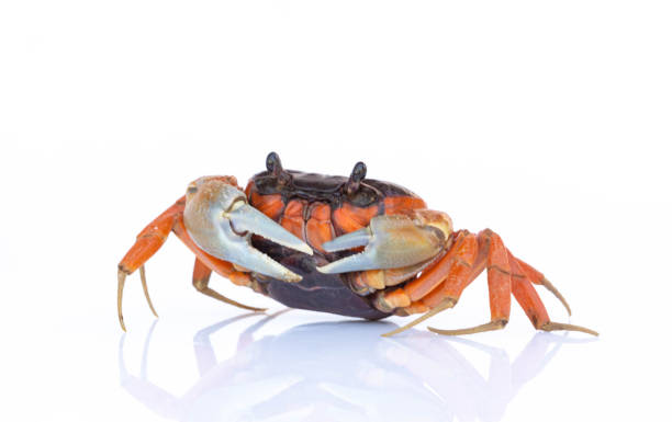istock Beautiful red crab isolated on white background. 1084043880