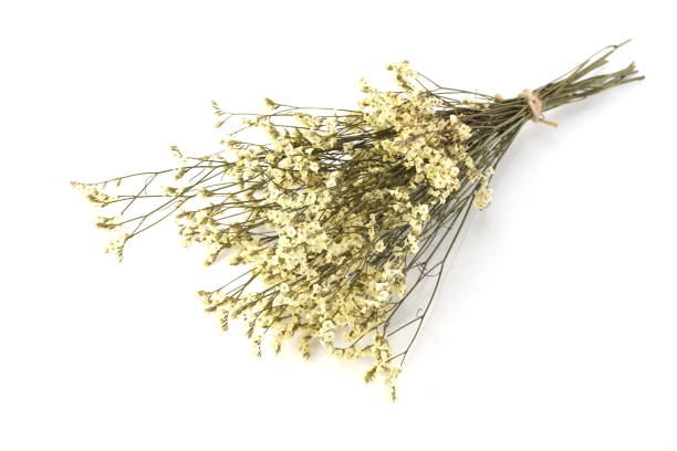 istock dried flower bouquet isolated on white background 1084044180