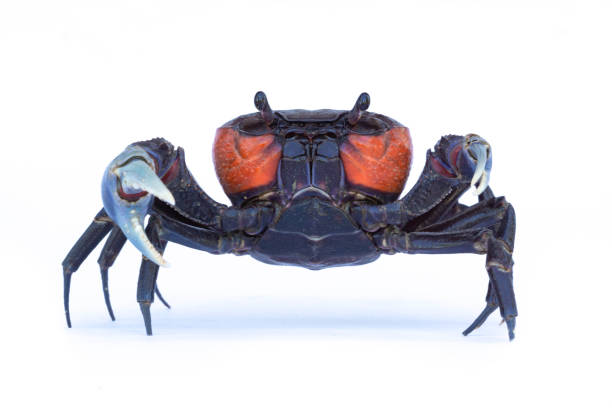 istock Beautiful red crab isolated on white background. 1084044290