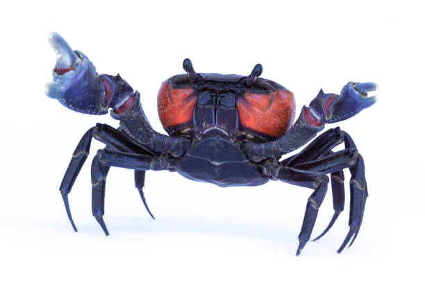 istock Beautiful red crab isolated on white background. 1084045326